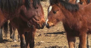 Horse Documentaries, Of Course! | PBS