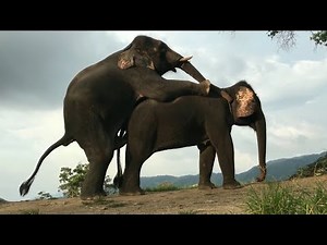 Elephant Mating || Preparing for mating before mating with the elephant ‪@ceylonwildsafari‬