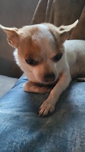 2.7K reactions · 89 shares | Pretty? cute puppy dog video chihuahua #prettygirl #creatorsearchinsights #dog #puppy #chihuahua #funnydog #adorabledog #cutepuppy | Philip Chihuahua | Facebook