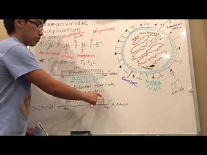 Paramyxoviridae Multiplication