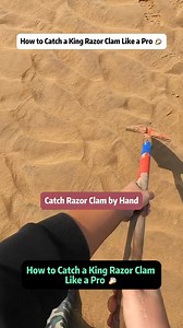 1.2K views | How to Catch a King Razor Clam Like a Pro 寧 Ever wondered how expert foragers locate and catch massive king razor clams hidden deep in the sand This video reveals the exact techniques used by #fblifestyle | seafoodtalk | Facebook