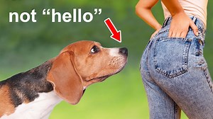 The Real Reason Dogs Sniff Butts Is Weird - 1Funny.com