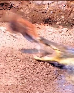 4.5K views · 13 reactions | Alligators Attacking Mechanism. . . ....