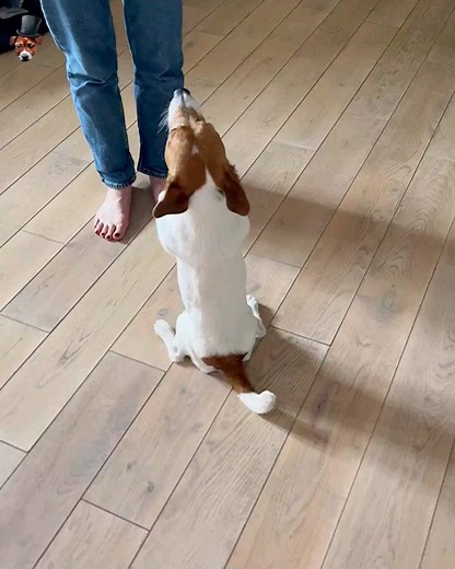 Jack Russell on Instagram: "our model . . . #jackrussellsofinstagram #jrtaddict #jrtready #jackrusselllovers #parsonjackrussell #jackrussellargentina #jackrussellterier #jackrussellterrierlovers #jackrussellworld #jackrussellclub #jackrussellfan #jrtworld #jackrussellterrierworld #jackrussellterriersofinstagram #jackrussellphotos #jrtcross #jrtfans #jackrussellmix #jrtlife #jackrusselloftheday"