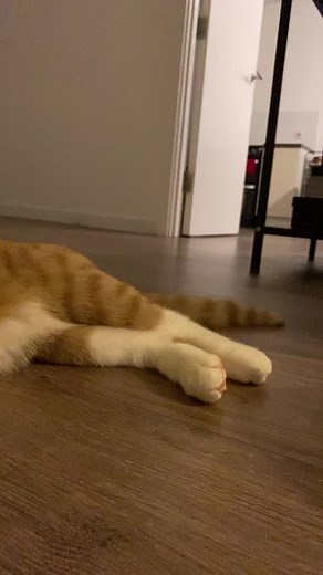 Playful Orange and White Cat Engaging in Fun Activities