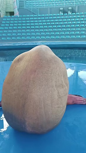 Sydney Green Square Sea Lion Sighting Near Shore