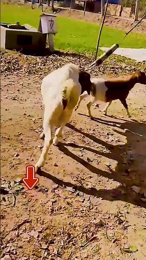 The backup boys are starting to go into battle 879