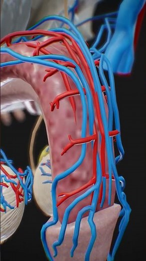 External and Internal Structures of the Penis