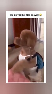 1.4K views · 106 reactions | Cute & funny dogs compilation 藍 | Dogofunyy | Facebook