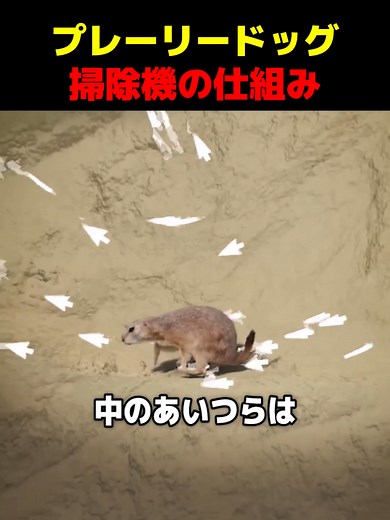 プレーリードッグ掃除機の仕組みと安全対策