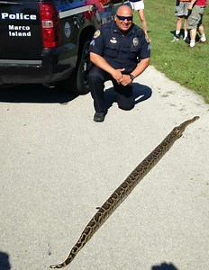 Marco Island police wrestle huge python