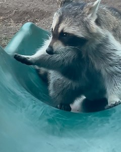 1.6K views · 91 reactions | Diddles Raccoon on Reels | Facebook