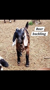 Check out this Boer boys. These goats want to leave Mt. Pleasant NC 💕 | Cotton Bean Farms