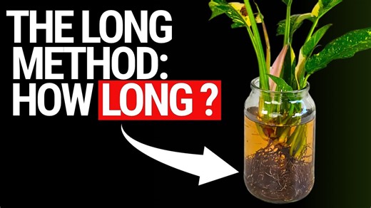 The Long Method Explained: Perfect Timing for Plants in Nutrient Solution