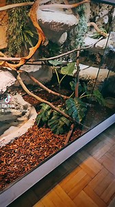 3.3K views · 70 reactions | #enclosure #moreliaamethistina #amethystpython #reptilekeeper #amazing #terrariumbau #reptilesoftiktok #tiktok #tiktokgermany #python #snake #tooltime #work #exoticpets #wow #terrarium #viral #viraltiktok #foryou #4u #schlange #kiss #love #foryoupage #passion #exotic #fy #fypシ #fypage | Fabians Reptilienraum | Facebook