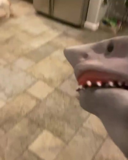 1.5K views · 22 reactions | MY FRIDGE BROKE!!!!! - - -Backup @thesharkpuppet - - - - - - #meme #memes #dankmeme #dankmemes #edgy #edgymemes #doggo #offensivememes #marvel #lilpump #tiktok #roblox #minecraft #earrape #hood #hoodclips #cringe #fortnite #shark #sharkpuppet #comedy #epic #tiktok #puppet #eboy #6ix9ine #rap | The Shark Puppet | Facebook