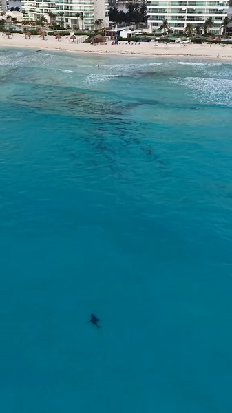 Tiburones en Cancún: Aventura en el Mar Caribe
