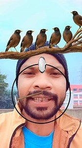 1.9M views · 18K reactions | Birds  fly puzzle 里 game  challenge  #reels #birds #fly #puzzle #challenge #viralreel #fb #game #stopchallenge #fbreelsvideo #highlight #fbreels2025ツ #foryourpage | Roaming Circle | Facebook