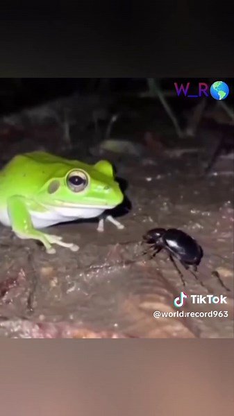 Incredible Bombardier Beetle Defense Mechanism