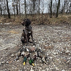 Lawrence, KS - German Wirehaired Pointer. Meet Ranger a Pet for Adoption - AdoptaPet.com