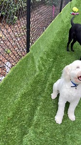 Fancy Pets on Reels | Facebook