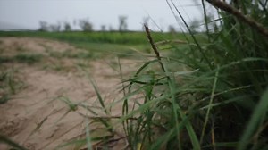 北戴河浅水湾July 5