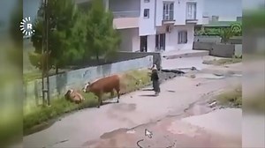 Li navçeya Qoser a Mêrdînê elektrîkê çêlekek girt, çêlek telifî | Rudaw Kurmanci