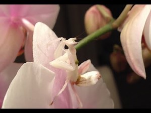 Orchid Mantis - (Hymenopus Coronatus)