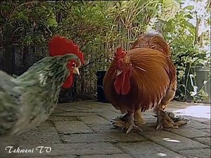 368K views · 279 reactions | Such a silly bird! | Rumble | Facebook