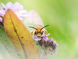 A few of my favourite invertebrate photos :) | redal.uk
