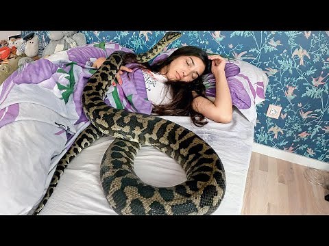 A young woman liked to sleep with her python, the snake started losing weight... the reason is scary