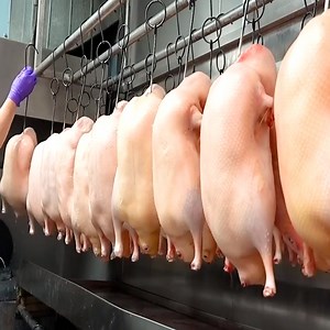 11K views · 21 reactions | Incredible Juicy! Roast Peking Duck Dishes  | Doidinha | Facebook