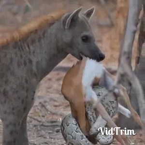 7.8K views · 139 reactions | The most greedy animal. Now it has carried the whole python plus the antelope. | Odhiambo Levin Opiyo | Facebook