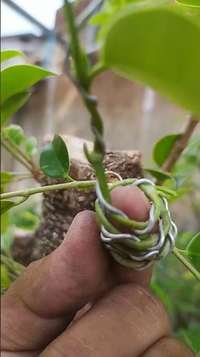 Program above Kimeng Parent #shorts