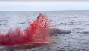 Whale Carcass Explosion Caught on Camera in California