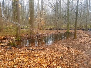 What are Vernal Pools? | thewatershed.org