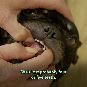 30K views · 106 reactions | French bulldog’s obsession with attacking gates leaves her family fearing she’ll lose her teeth 醴 #frenchbulldog New series of #DogsBehavingVeryBadly continues Tuesdays at 8pm on Channel 5! | Dogs Behaving Very Badly | Facebook