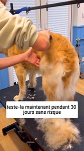 12K views · 3 comments | Ton chien déteste être brossé ?  Dans 99 %...
