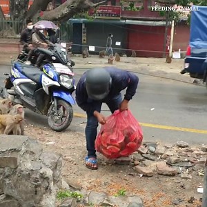 3.2K views · 182 reactions | Feeding watermelon and biscuit to monkey | Feeding Animal | Facebook