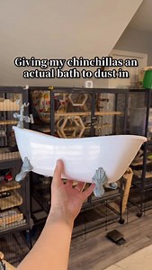 3.2M views · 77K reactions | Tag and share bc we all deserve a smile 凉 . . . #chinchilla #bath #dust #pets #chinpals #cute #adorable #petlife | Chinpals | Facebook