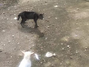 52K views · 1K reactions | Kucing Berantem Rebutan Pacar | Kreator Turki | Facebook