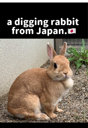 Bulldozer Rabbit: Angry Bunny Behavior Explained