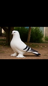 Most beautiful pigeons 🌼🌼🌹🌹 | Top Pigeon Bangladesh