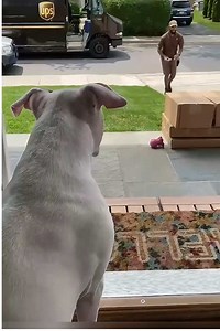 Dog and the Postman: Hilarious Mailtime Antics