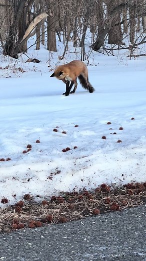 Majestic Fox Playing with a Mouse