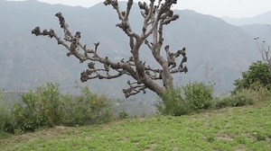 Excessive Pruning Topping Mature Tree Hills Stock Footage Video (100% Royalty-free) 3415352707 | Shutterstock