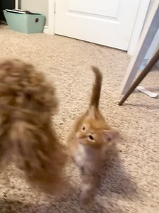 1.2K views · 86 reactions | People say cats and dogs don't get along. Not so, according to Zazu! This baby is not the only one who'd love a canine companion in her new home. Many of our adoptable cats are dog-friendly! See all about Zazu on our website: https://bit.ly/3t3ft9U | Austin Pets Alive! | Facebook