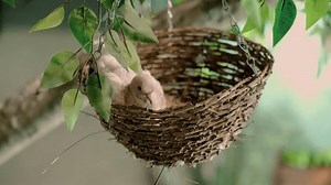 Close-up Wild Laughing Turtle Dove Pigeon Stock Footage Video (100% Royalty-free) 1108230003 | Shutterstock