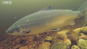 A few more Atlantic salmon and sea trout arrivng in the River Ness today :) | Ness District Salmon Fishery Board