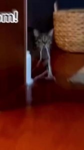 Cat Sharing Her _Emotional Support String_ ❤️ #Reels | JessVal Fan